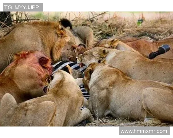 灰熊栖息地的生态保护与人类活动的影响分析及应对策略